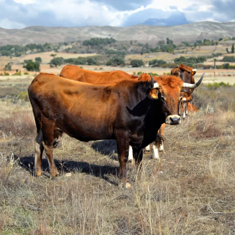 Oxen Durii, ganadería ecológica